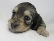 カニンヘン ダックスフンド 子犬 シェーデットクリーム 女の子 カニンヘン ダックスフンド 子犬 シェーデットクリーム 女の子