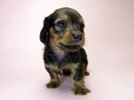 カニンヘン ダックスフンド 子犬 シェーデットレッド 女の子 カニンヘン ダックスフンド 子犬 シェーデットレッド 女の子