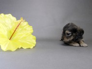 カニンヘン ダックスフンド 子犬 シェーデットクリーム 女の子