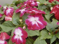 カニンヘン　子犬　ブラクリ女の子