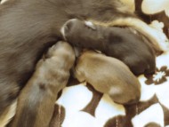 ハナビが出産しました ハナビが出産しました