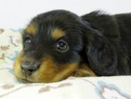 カニンヘンダックス　子犬　ブラタン男の子