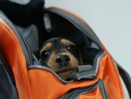 カニヘン　子犬　ブラタン女の子