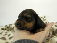 カニンヘン ダックスフンド 子犬 シェーデットレット 男の子 カニンヘン ダックスフンド 子犬 シェーデットレット 男の子
