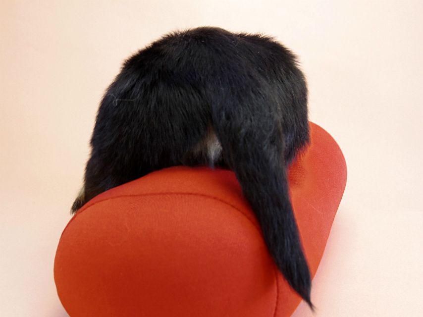 カニンヘン ダックスフンド 子犬 ブラッククリーム 男の子 カニンヘン ダックスフンド 子犬 ブラッククリーム 男の子