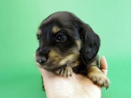 カニヘンダックス　子犬　ブラッククリーム男の子