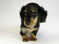 カニンヘン ダックスフンド 子犬 シルバーダップル男の子