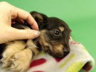 カニンヘン ダックスフンド ブラッククリーム男の子