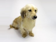 カニンヘン SHELLY.mi シェーデットクリーム