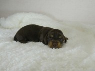 カニヘン　子犬　チョコクリ女の子