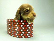 カニンヘンダックスフンド　チョコクリーム　子犬　男の子♪