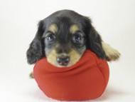 ミニチュワ 子犬 ブラッククリーム女の子 ミニチュワ 子犬 ブラッククリーム女の子