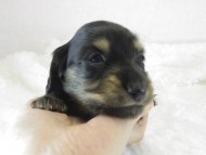 カニヘン　子犬　ブラクリ男の子