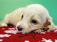 カニヘンダックス 子犬 ブラッククリーム男の子 カニヘンダックス 子犬 ブラッククリーム男の子