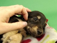 カニンヘン ダックスフンド ブラッククリーム男の子