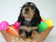 カニヘン 子犬 ブラタン女の子 カニヘン 子犬 ブラタン女の子