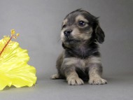 カニンヘン ダックスフンド 子犬 シェーデットクリーム 女の子 カニンヘン ダックスフンド 子犬 シェーデットクリーム 女の子