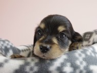 カニヘン 子犬 ブラクリ 男の子 カニヘン 子犬 ブラクリ 男の子