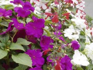 カニンヘン　子犬　シェーデットクリーム女の子