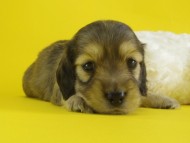 カニンヘン　子犬　シェーデットクリーム男の子