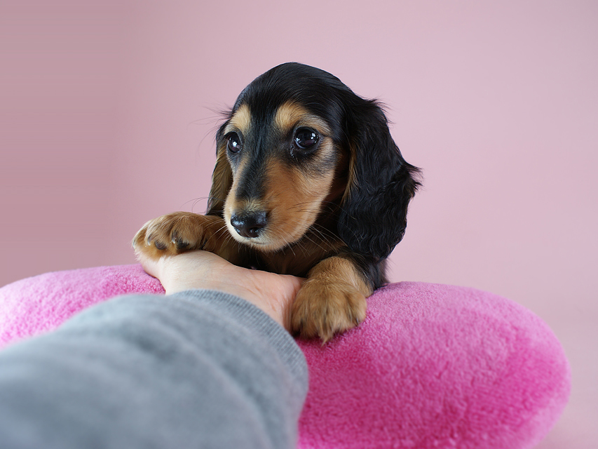 カニヘン 子犬 ブラタン女の子 カニヘン 子犬 ブラタン女の子