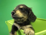 カニヘンダックス　子犬　ブラッククリーム　男の子