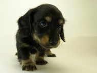 カニンヘン ダックスフンド 子犬 ブラッククリーム 男の子