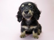 カニンヘン ダックスフンド 子犬 ブラック＆クリーム 女の子