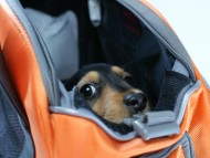 カニヘン　子犬　ブラタン女の子