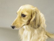 桃花ちゃん ミニチュアダック 桃花ちゃん ミニチュアダック