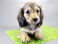 カニヘンダックス　子犬　シェーデットクリーム　男の子