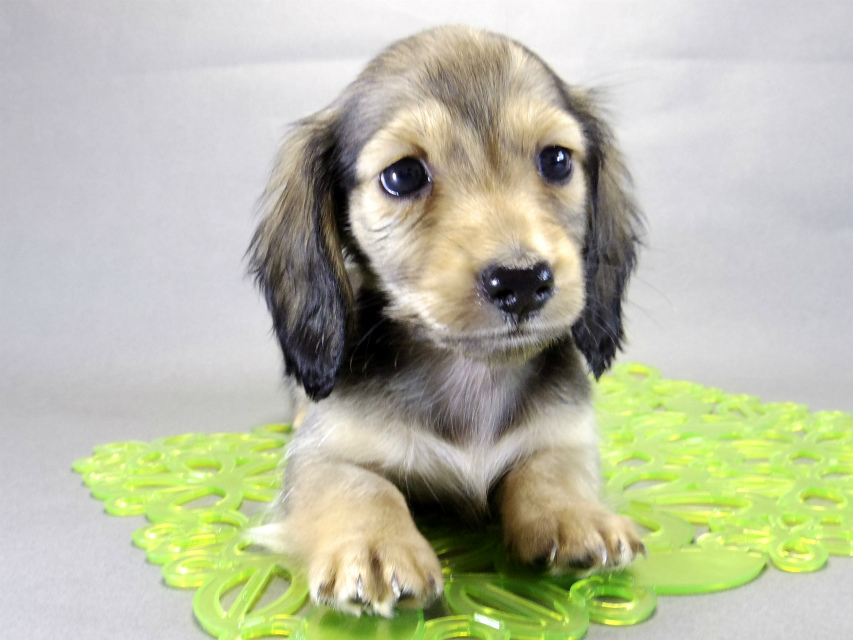 カニヘンダックス 子犬 シェーデットクリーム 男の子 カニヘンダックス 子犬 シェーデットクリーム 男の子