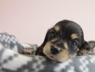 カニヘン 子犬 ブラクリ 男の子 カニヘン 子犬 ブラクリ 男の子