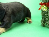 カニンヘンダックス　子犬　ブラッククリーム男の子