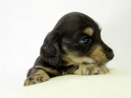 カニンヘンダックス　子犬　ブラッククリーム男の子