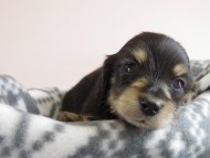 カニヘン 子犬 ブラクリ 男の子 カニヘン 子犬 ブラクリ 男の子