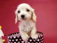 カニンヘン ダックスフンド ピュアクリーム女の子 カニンヘン ダックスフンド ピュアクリーム女の子