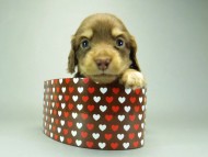 カニンヘンダックスフンド　チョコクリーム　子犬　男の子♪