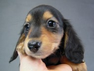 カニヘン　子犬　ブラタン女の子