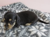 カニヘン 子犬 ブラクリ 男の子 カニヘン 子犬 ブラクリ 男の子