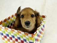 カニンヘンダックス 子犬 シェーデットレット男の子 カニンヘンダックス 子犬 シェーデットレット男の子