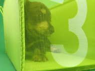 カニヘンダックス　子犬　ブラッククリーム　男の子