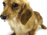 ゴールディ ゴールディ