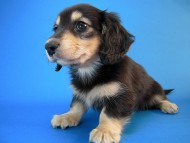 カニヘン　子犬　ブラタン男の子