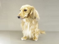 桃花ちゃん ミニチュアダック 桃花ちゃん ミニチュアダック