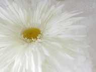 カニンヘン ダックスフンド 子犬 シェーデットクリーム 女の子 カニンヘン ダックスフンド 子犬 シェーデットクリーム 女の子