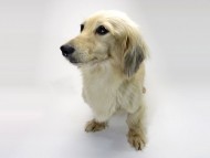 カニンヘン SHELLY.mi シェーデットクリーム