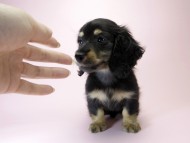 カニンヘン ダックスフンド 子犬 ブラック＆クリーム 女の子