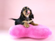 カニヘン 子犬 ブラタン女の子 カニヘン 子犬 ブラタン女の子