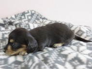 カニヘン 子犬 ブラクリ 男の子 カニヘン 子犬 ブラクリ 男の子